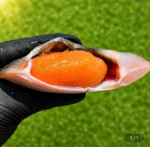 손질 반건조 알 가자미 3미 500g